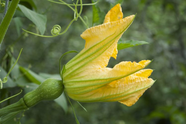 Pumpkin flower