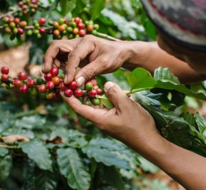 arabica coffee berries with agriculturist hands