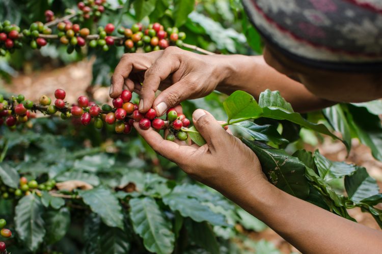 arabica coffee berries with agriculturist hands