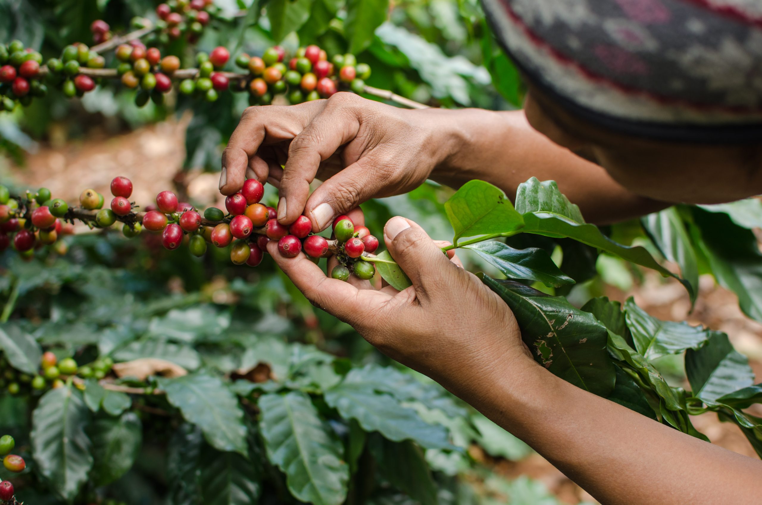 arabica coffee berries with agriculturist hands