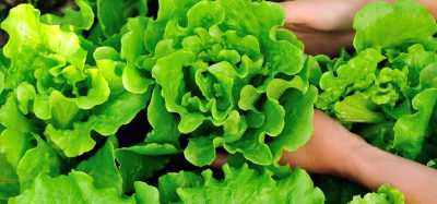 lettuce