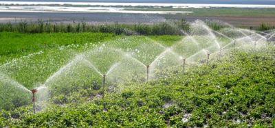 Automatic Sprinkler irrigation system watering in the vegetable farm.
