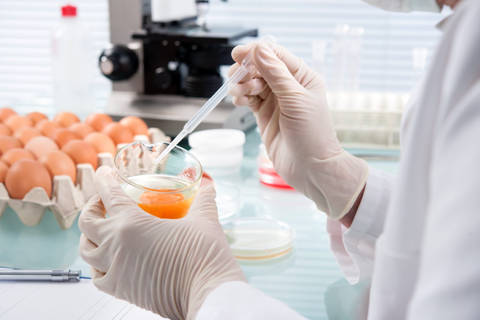 Researchers create genetically modified allergenfree eggs image
