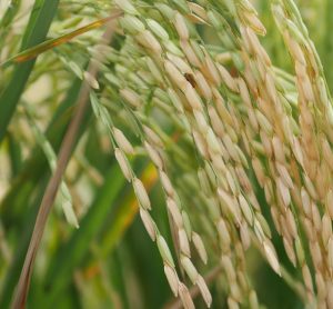 Mars is investing $20 million in sustainable rice sourcing to expand climate-smart farming, cut emissions and strengthen global rice supply chains.
