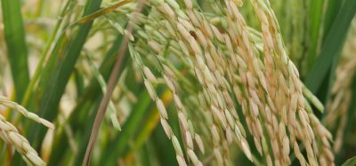 Mars is investing $20 million in sustainable rice sourcing to expand climate-smart farming, cut emissions and strengthen global rice supply chains.