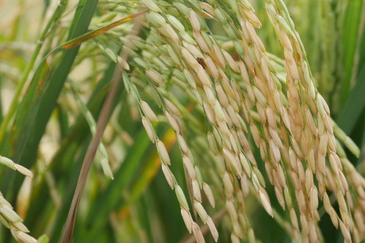 Mars is investing $20 million in sustainable rice sourcing to expand climate-smart farming, cut emissions and strengthen global rice supply chains.