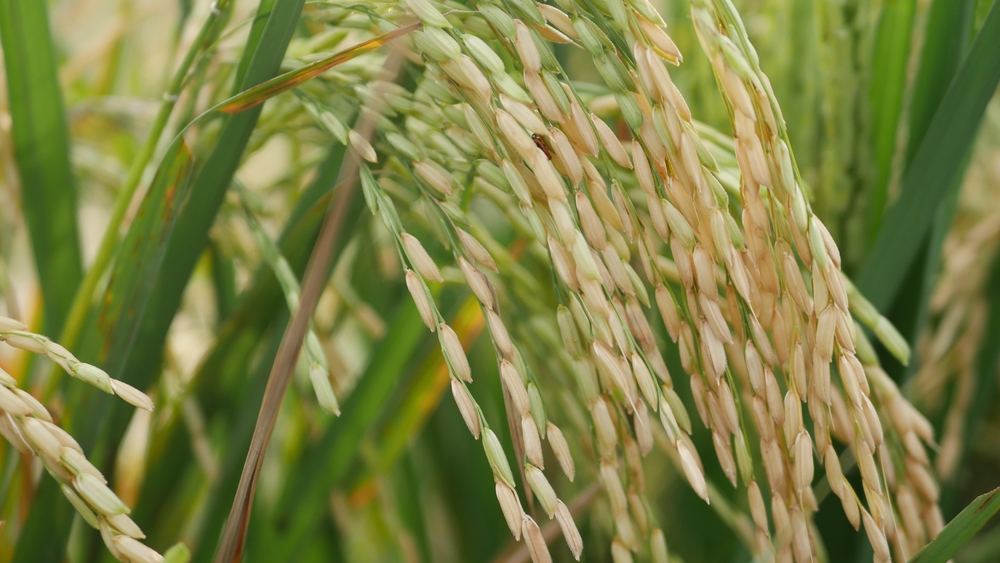 Mars invests $20m to accelerate sustainable rice sourcing by 2030
