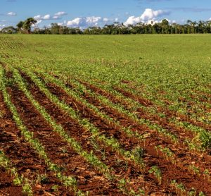 McDonald’s invests in deforestation-free soy initiative to strengthen sustainable sourcing