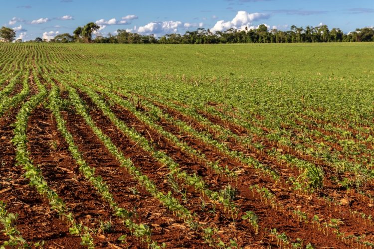 McDonald’s invests in deforestation-free soy initiative to strengthen sustainable sourcing