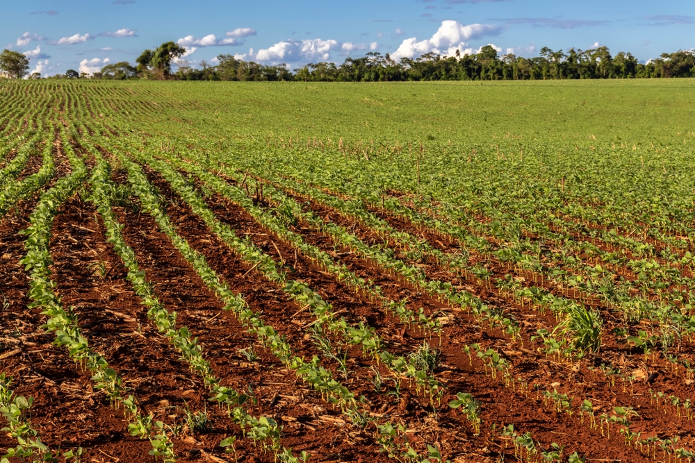 McDonald’s invests in deforestation-free soy initiative to strengthen sustainable sourcing