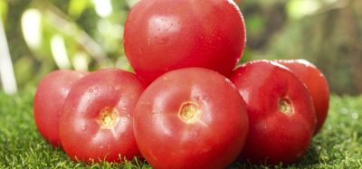 The Xinjiang tomato industry scandal is impacting Europe’s food supply chain, driving price shocks and increasing the risk of tomato paste fraud. Chris Elliott reveals what the sector isn’t discussing.