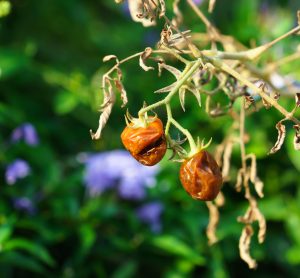 withered tomatoes