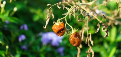 withered tomatoes