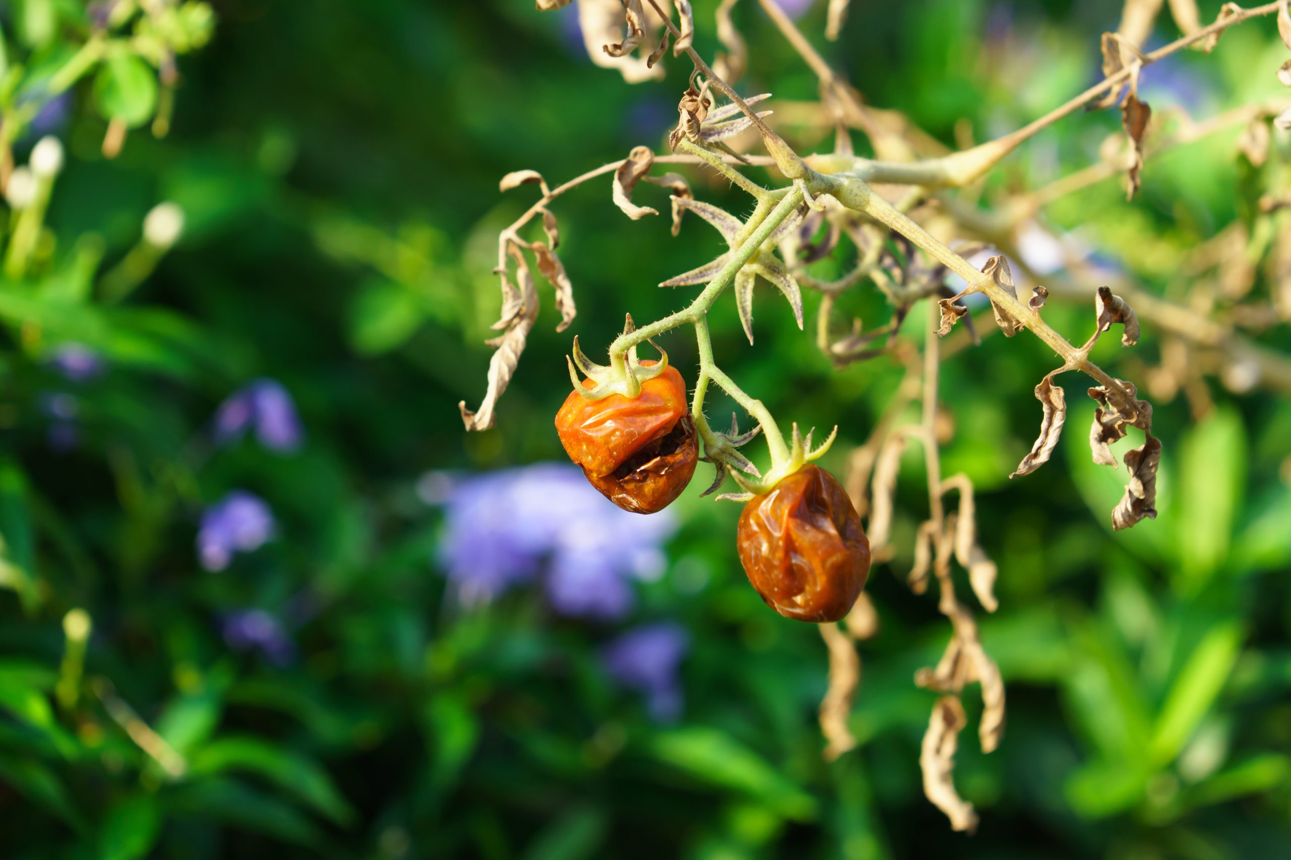 withered tomatoes