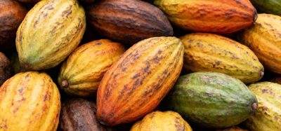 Nestlé maps cocoa diversity to safeguard future chocolate production