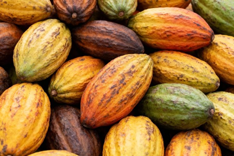 Nestlé maps cocoa diversity to safeguard future chocolate production
