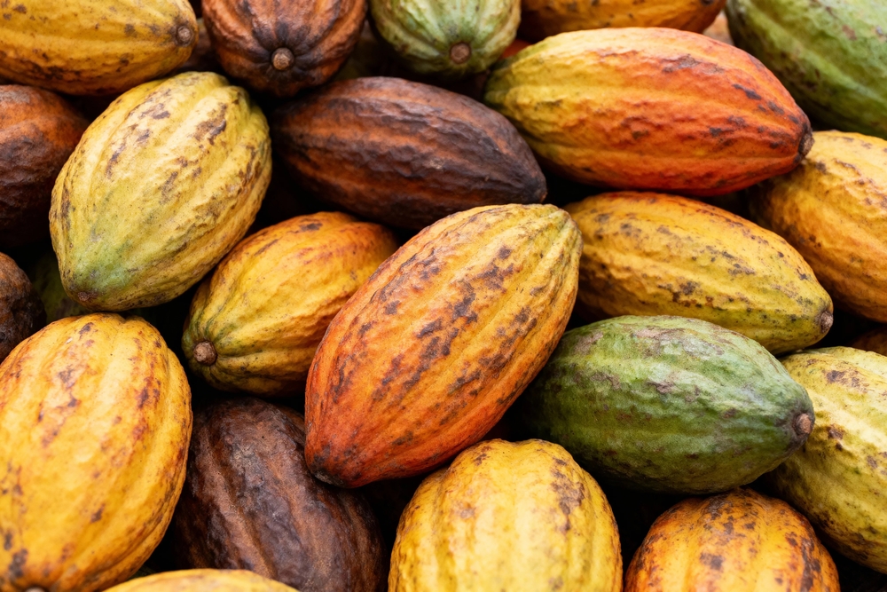 Nestlé maps cocoa diversity to safeguard future chocolate production
