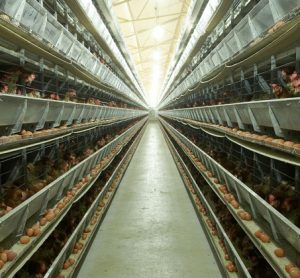 Factory-farming