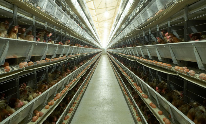 Factory-farming