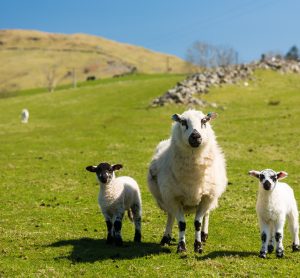 welsh farm