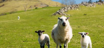 welsh farm