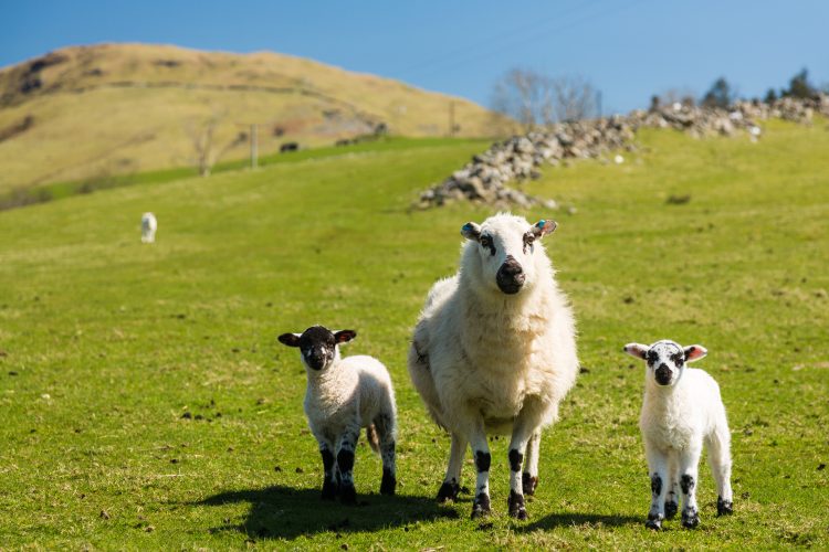 welsh farm