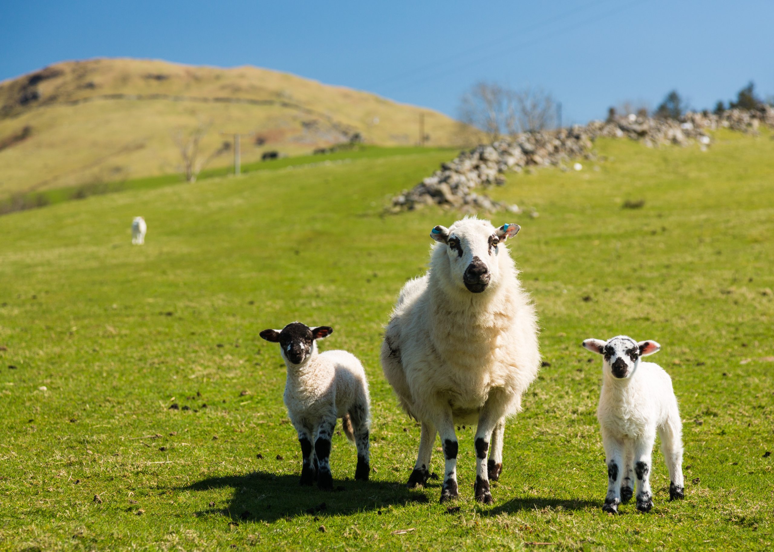 welsh farm