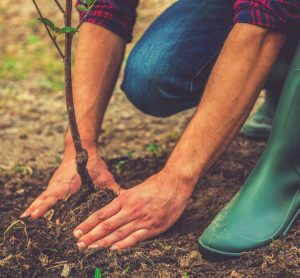 planting a tree