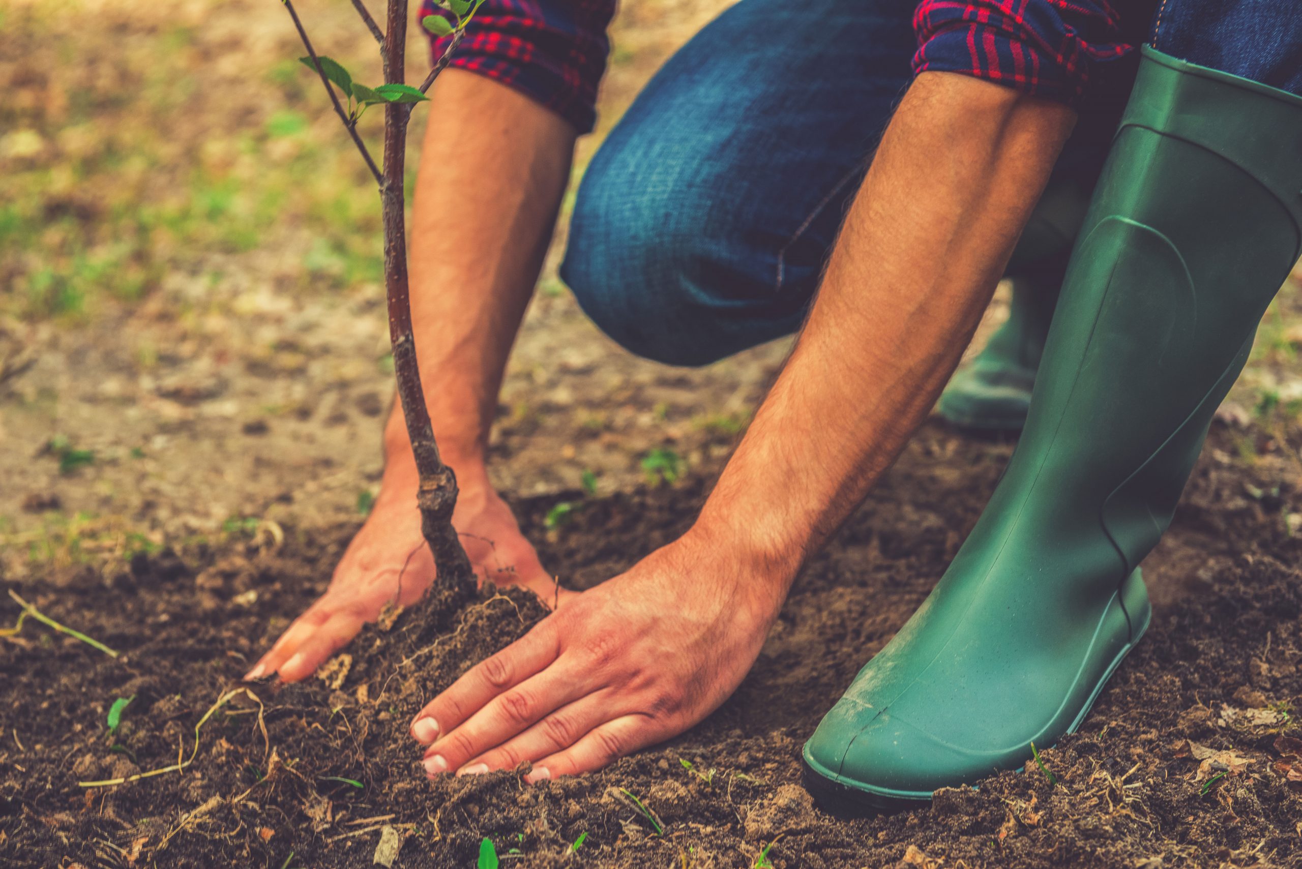 planting a tree