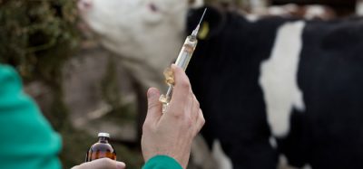 Cattle vax