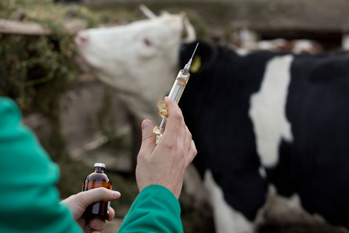 Current cattle injections increase the risk of nerve injury, research finds