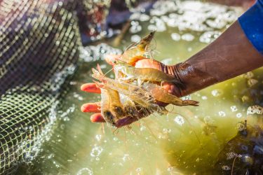 aquaculture