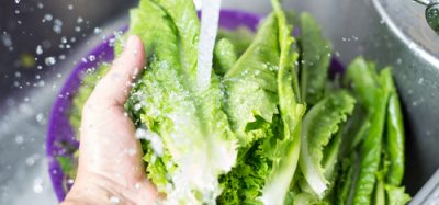 A mans hand washing iceberg lettuce in the sink