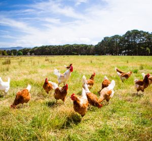 chickens in field