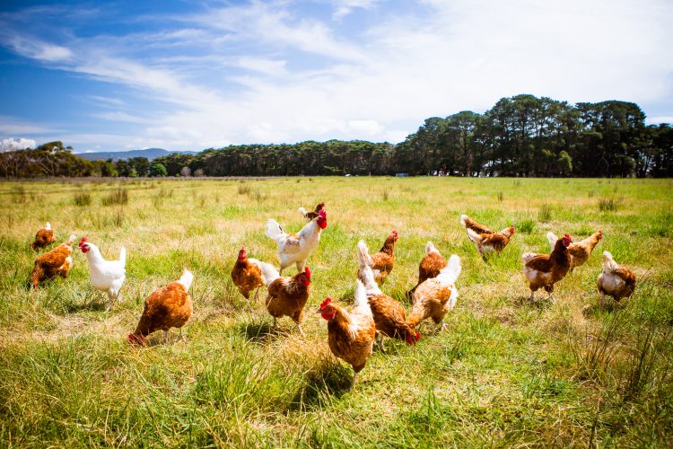 chickens in field