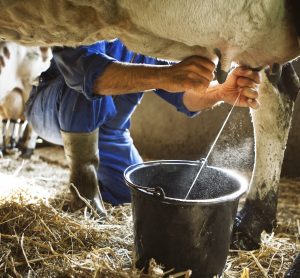 milking a cow