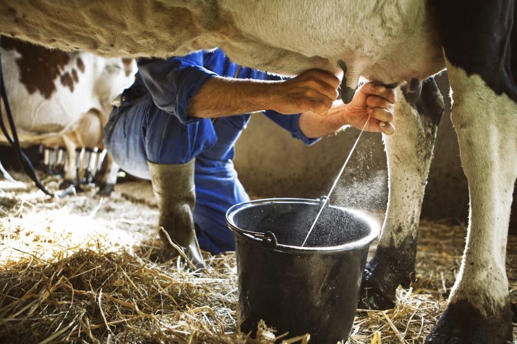 milking a cow