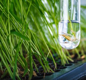 test tube in front of grass