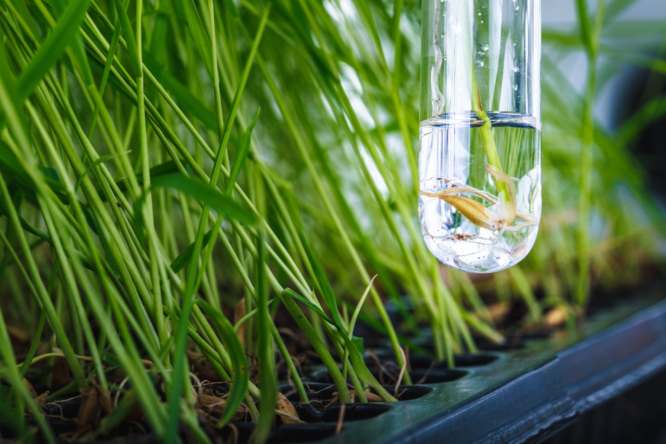 test tube in front of grass