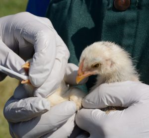 bird being checked for avian flu