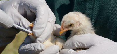 bird being checked for avian flu
