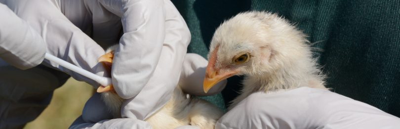 bird being checked for avian flu