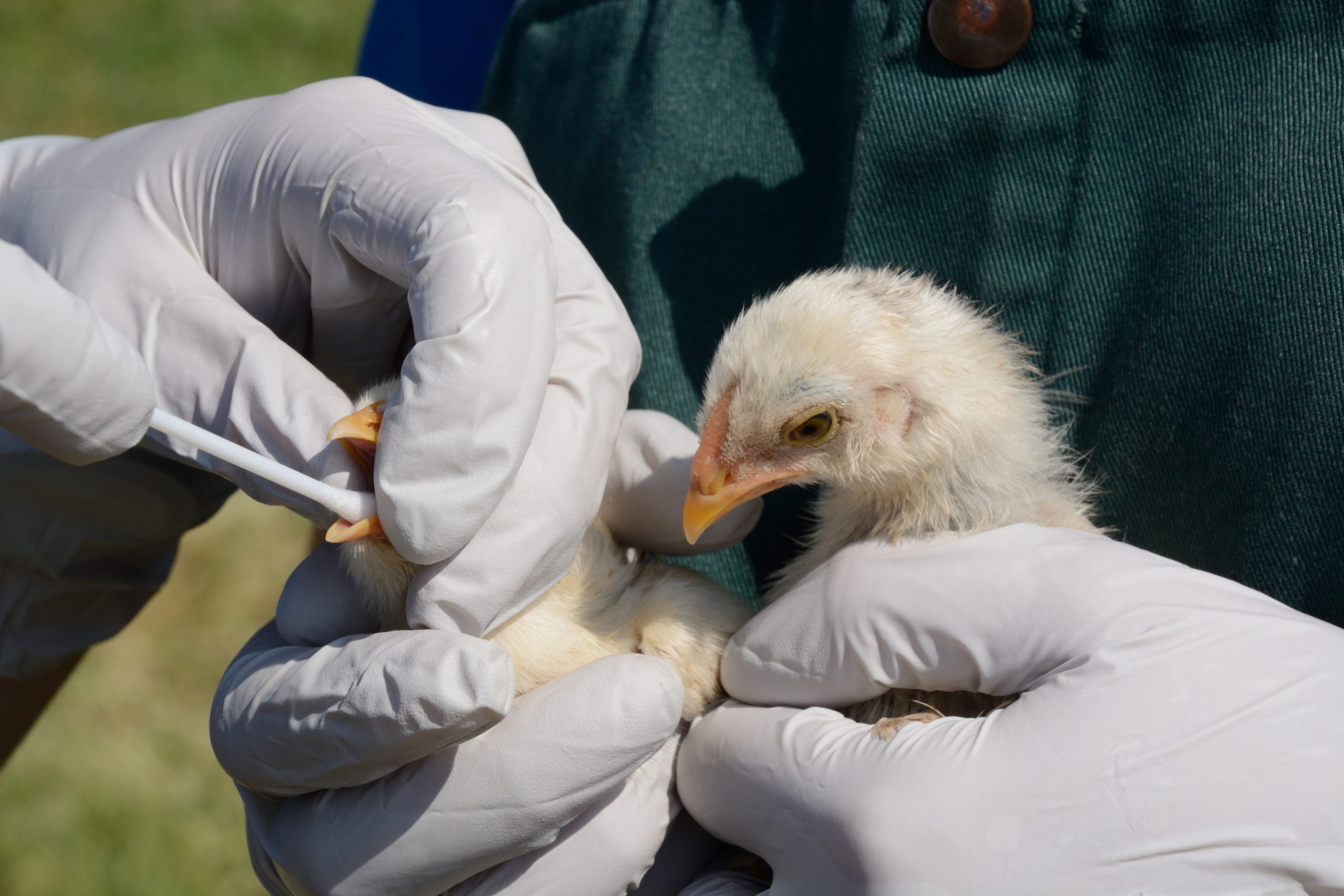 bird being checked for avian flu