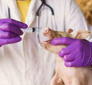 pig being given antibiotics