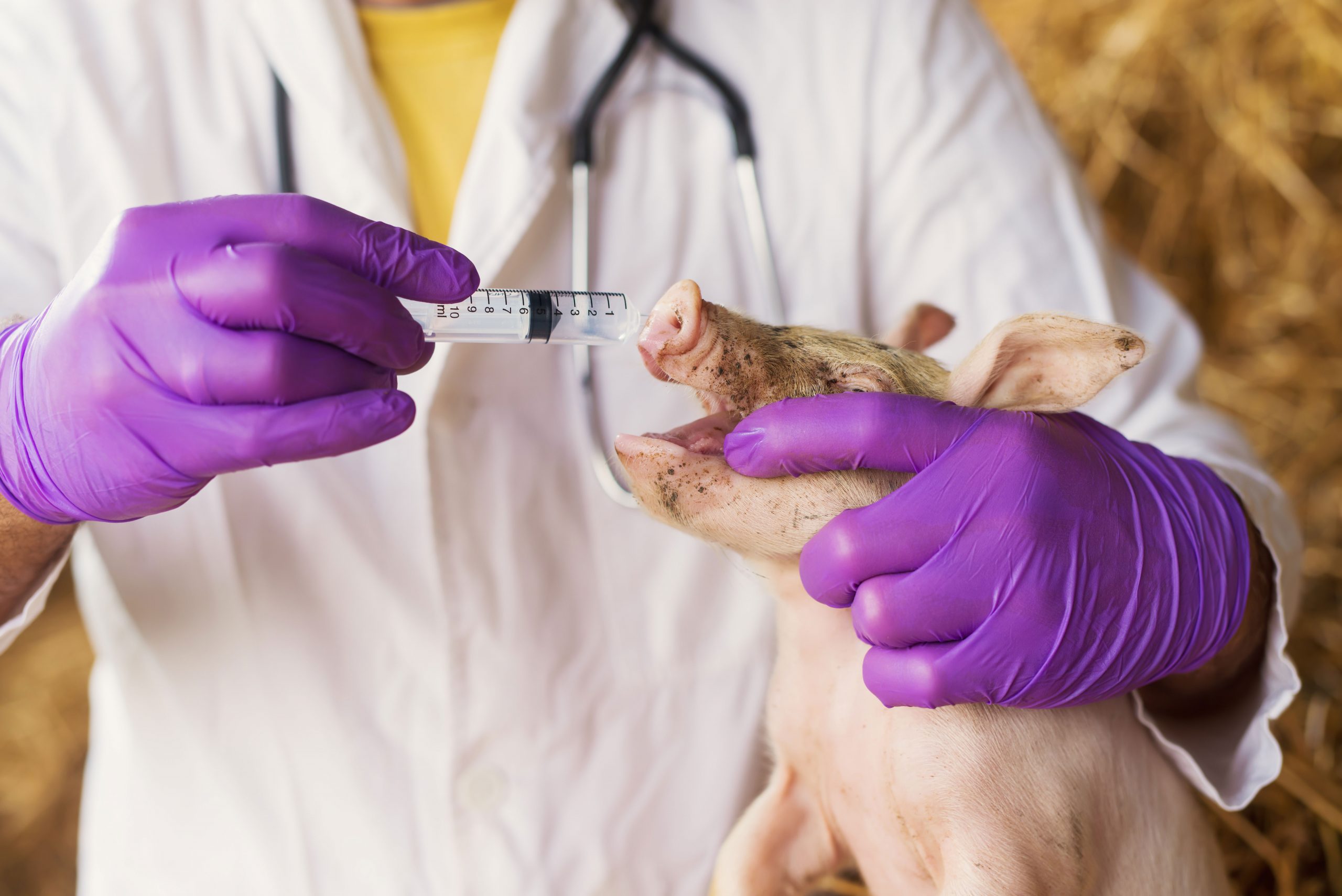 pig being given antibiotics