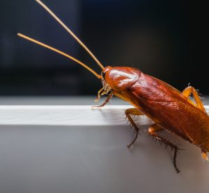 cockroach