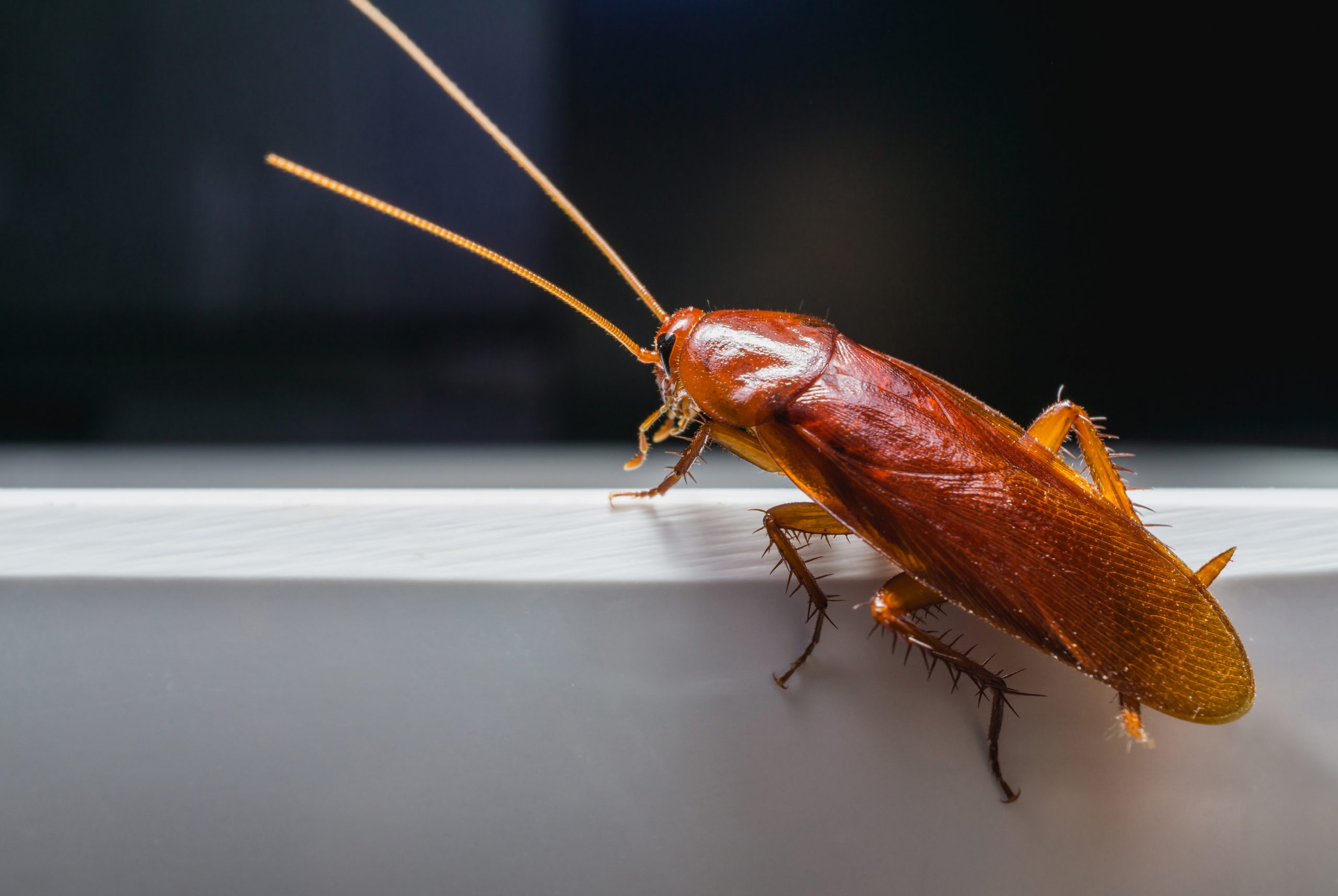 cockroach