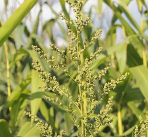 Waterhemp