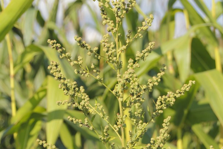 Waterhemp