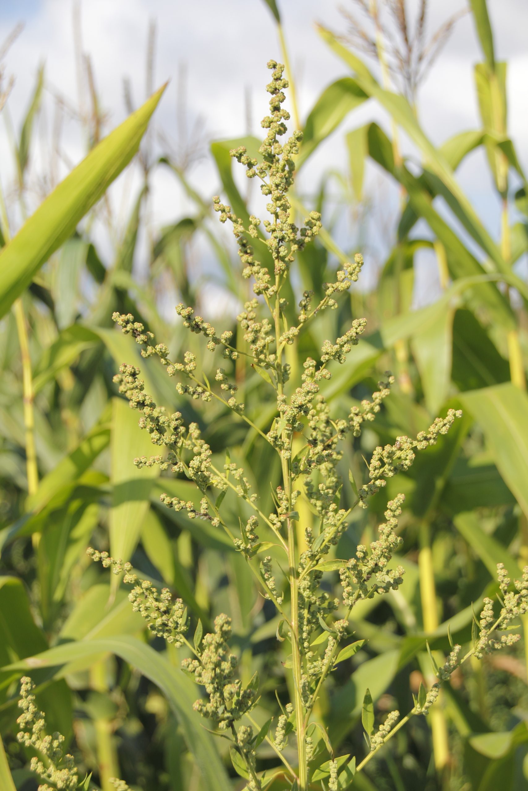 Waterhemp